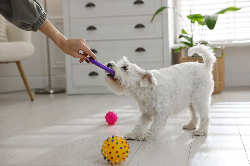 ペットを飼っていた家は売却の査定額に影響がある？注意点も解説！